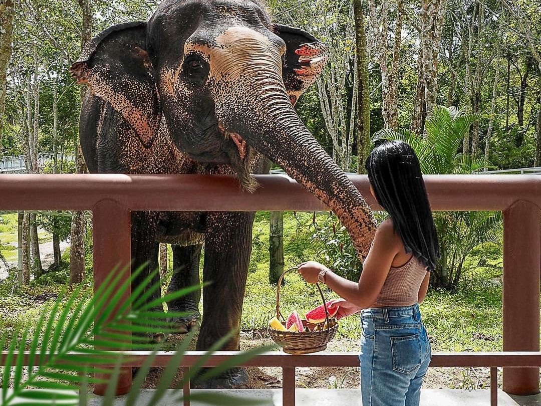 ศูนย์อนุรักษ์ช้างภูเก็ต